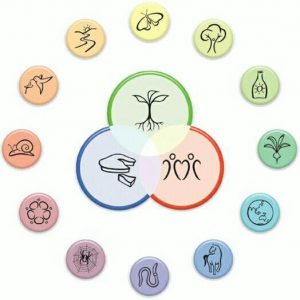 Permaculture principle icons in a circle