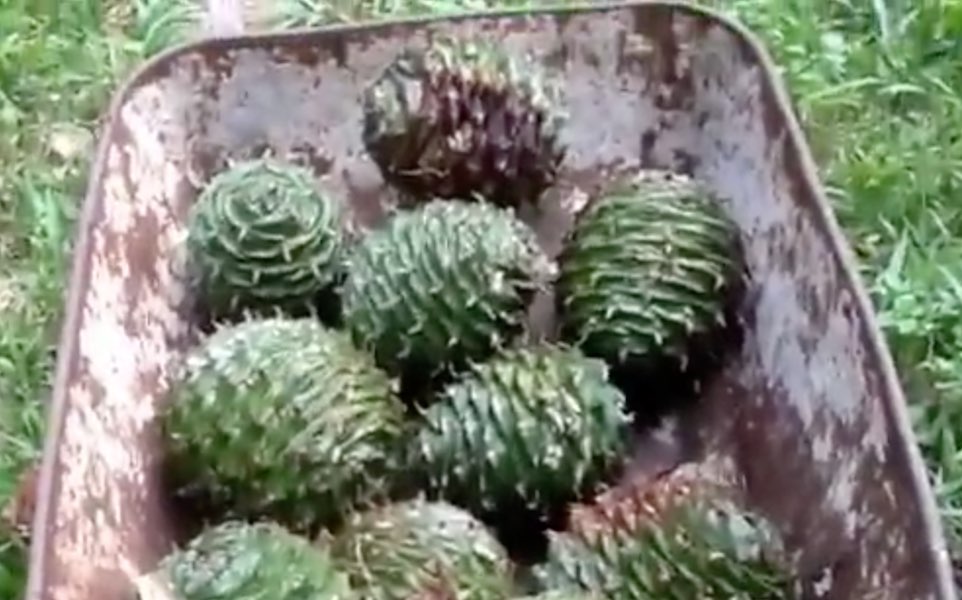 Bunya nuts Transition Australia