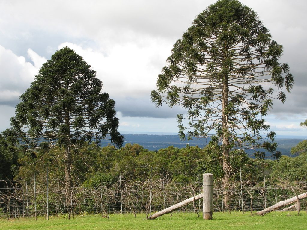 Bunya Nuts Transition Australia