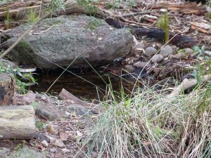 Heather's garden pond