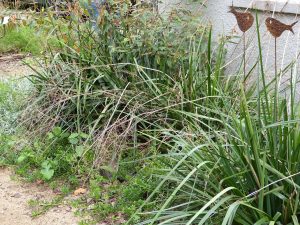 indigenous front garden at Lisa-Marie's