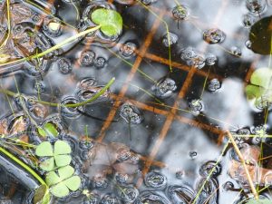 close-up of pond in Liz's garden