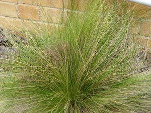 tussock grass in Lara's indigenous garden