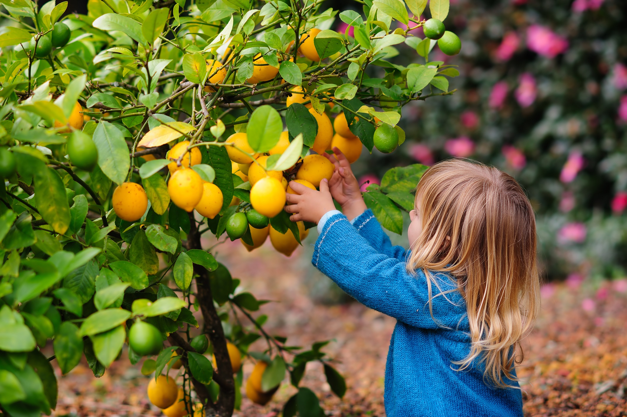 L is for Lemons, ‘iridescence’, Listening and Learning Transition Australia