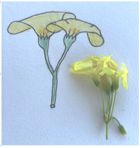 child's drawing of yellow flower and the actual flower next to the drawing
