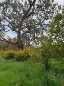 large spreading gum tree