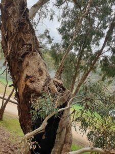 close-up of tree trunk with many branches