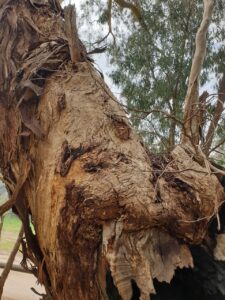 close-up if the bark of gnarled tree trunk