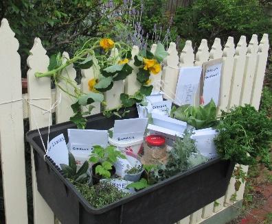 herbs and seedlings in a large plastic container placed outside a front picket fence