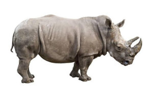 a rhinoceros