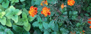 close-up of flowers