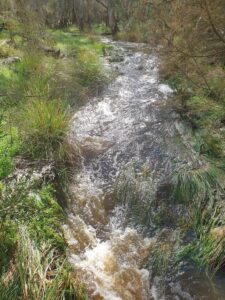 water flowing in a stream through natural bushland