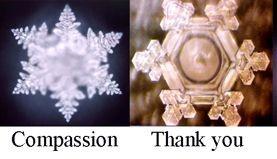 snowflakes with the words Compassion and Thank you