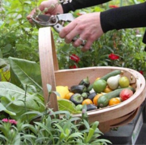 Bowl of garden produce