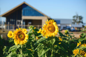 2 bright yellow sunflowers