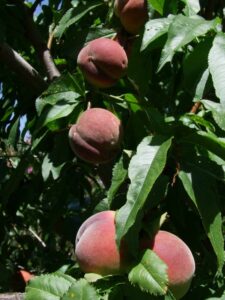 image of peaches on a tree to represent Transition Glen Eira
