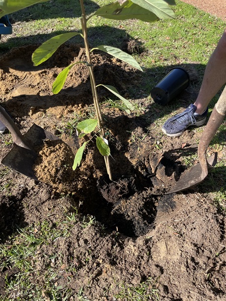 Planting trees with a mixture of biochar and FOGO compost