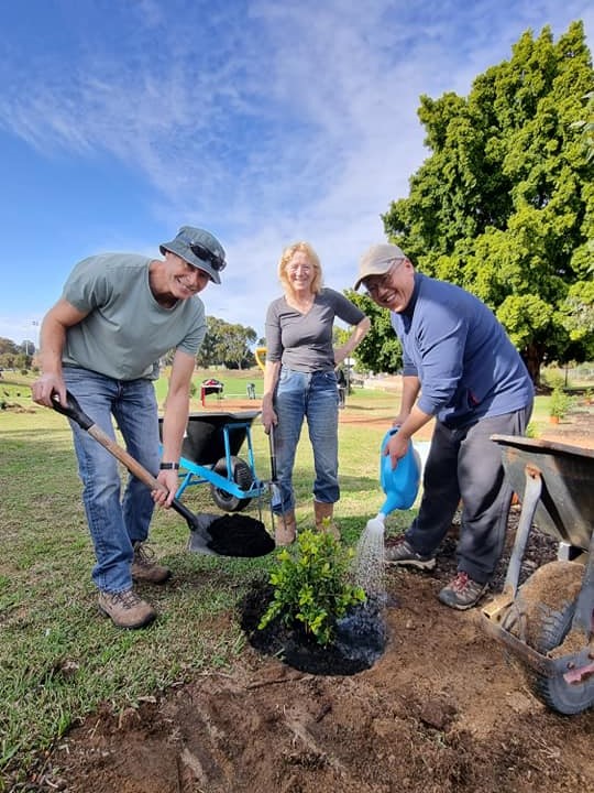 Planting trees with a mixture of biochar, FOGO compost and worm juice