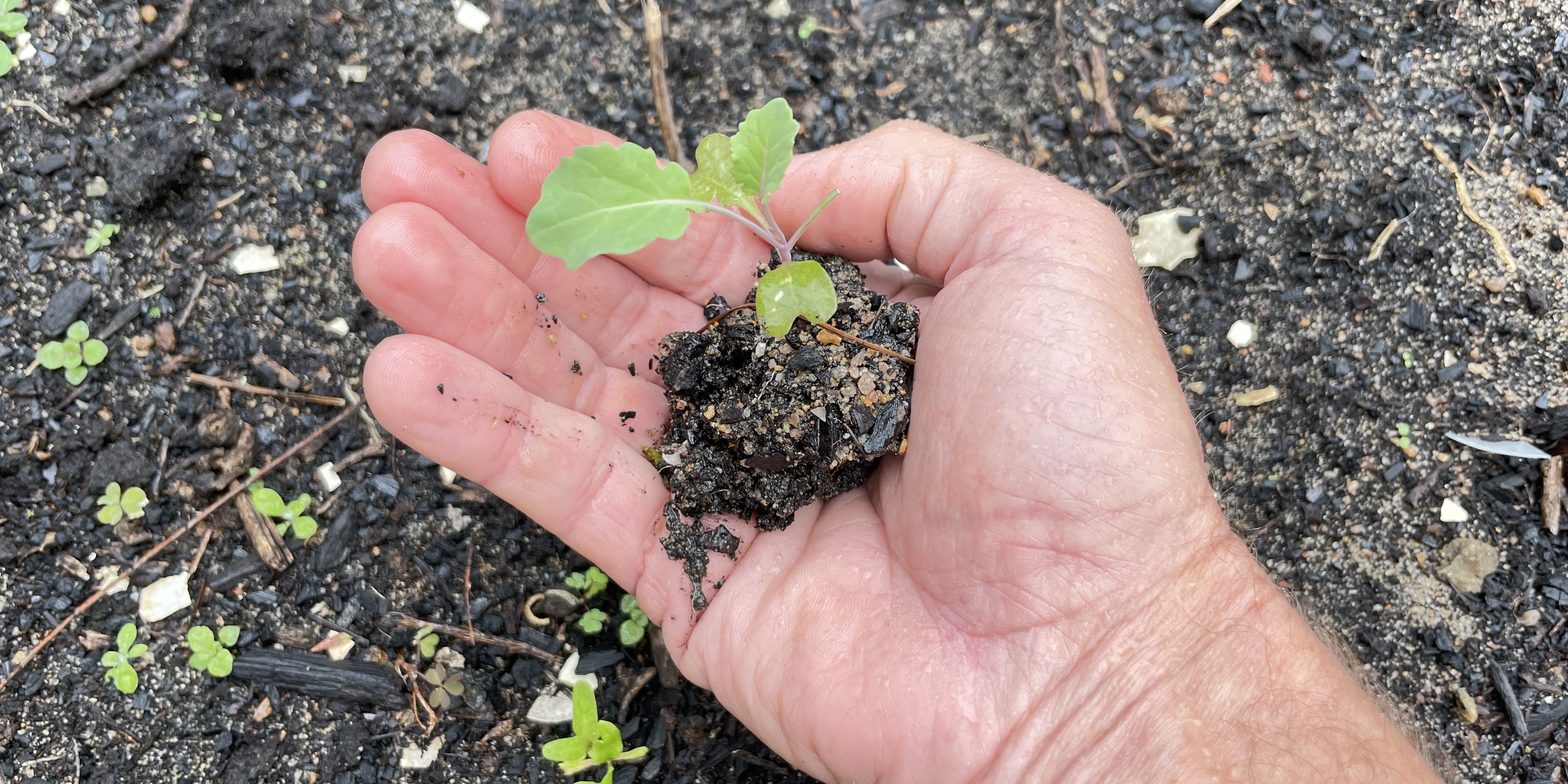 Biochar For Community Gardens Transition Australia
