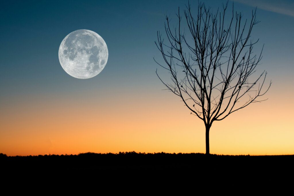 image of full moon and leafless tree at twilight