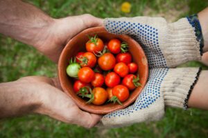 Bowl of fresh tomatoes