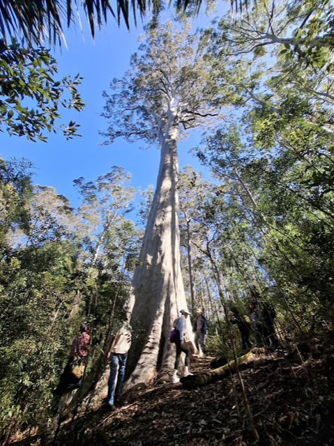 photo of Big Spotty showing at least 8 people surrounding the tree